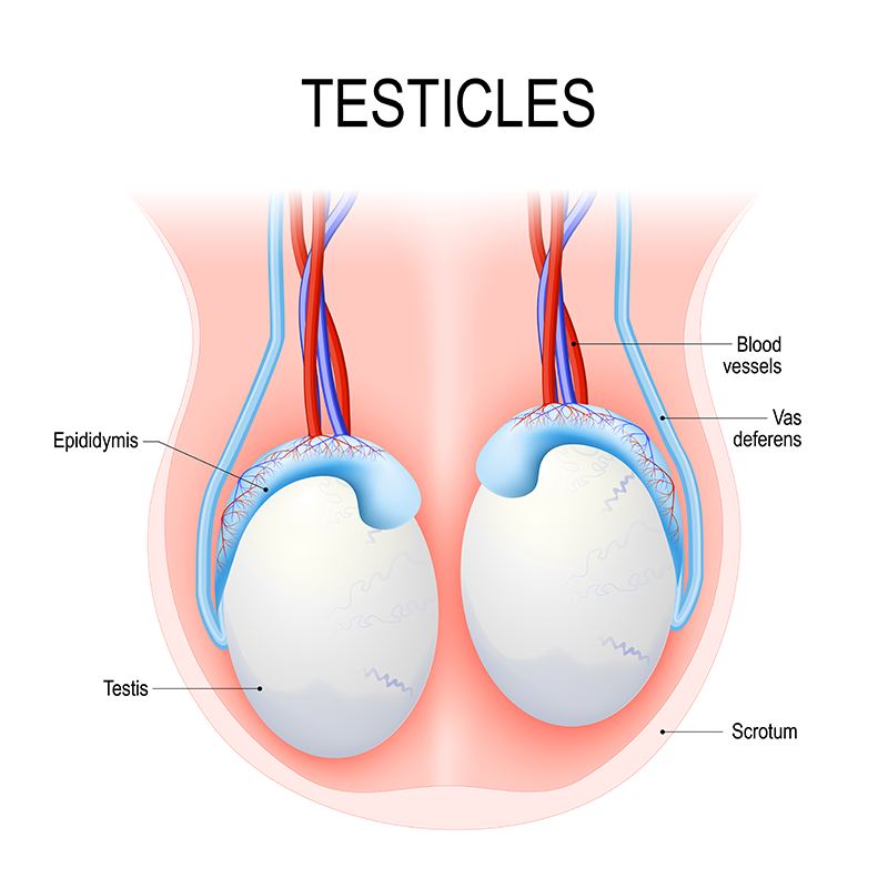 Medical diagram of testicles